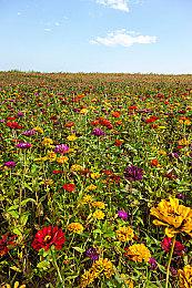 《导演，请多多指教》Steam特别好评 女角颜值高